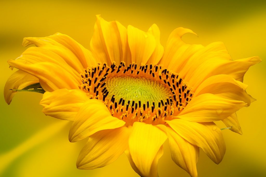 sunflower, flower, yellow flower-6546993.jpg